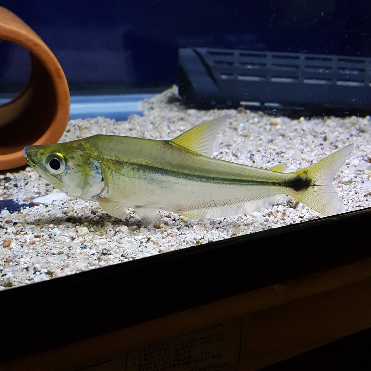 ｶﾞﾚｵｶﾗｯｸｽ SP.